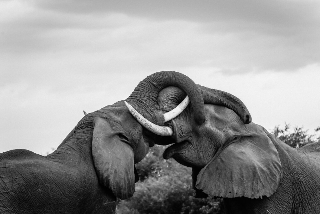 Botswana-15.jpg