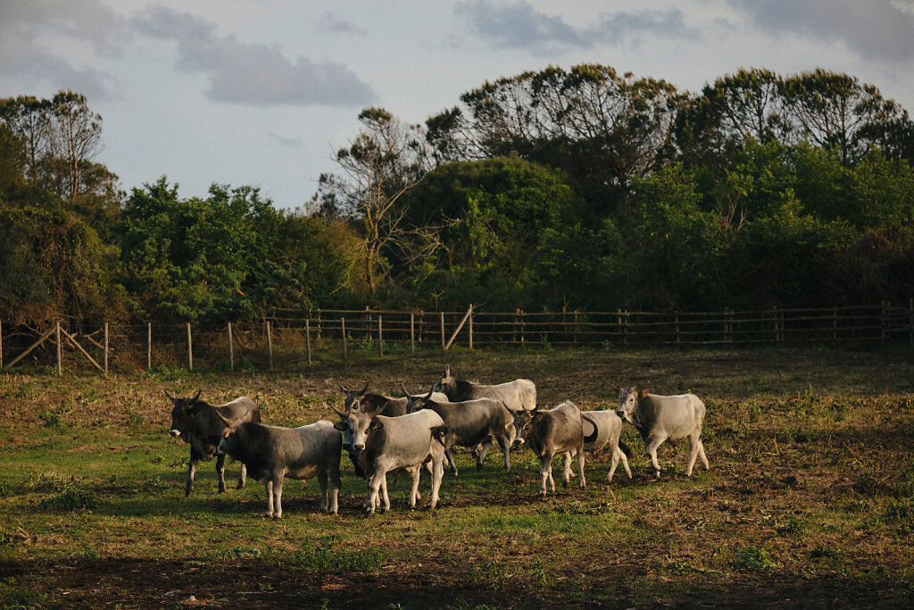 Maremma-LR-5393.jpg