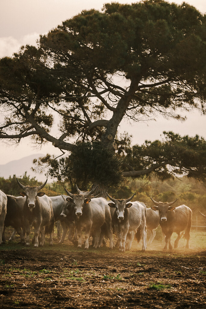 Maremma-LR-5464.jpg