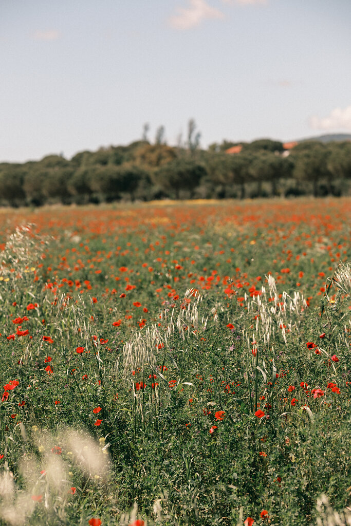Maremma-LR-5590.jpg