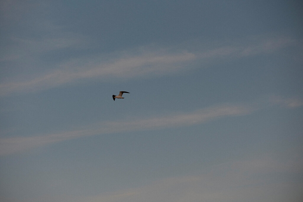 Maremma-LR-6216.jpg